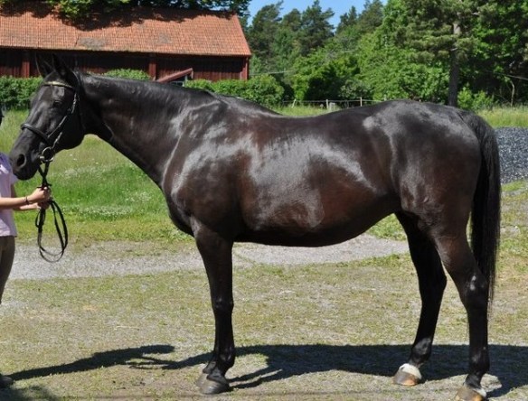 Min första lektions-häst (bild lånad från Swartlings ridskola)